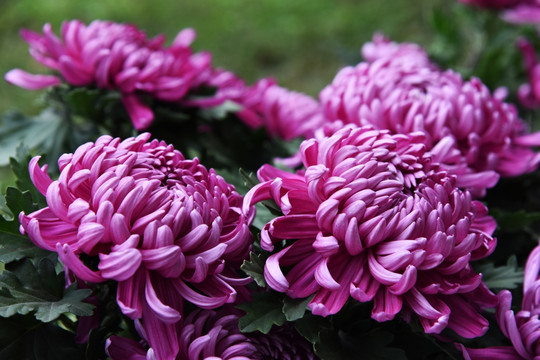 菊花