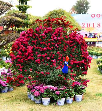 菊花