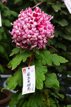 菊花