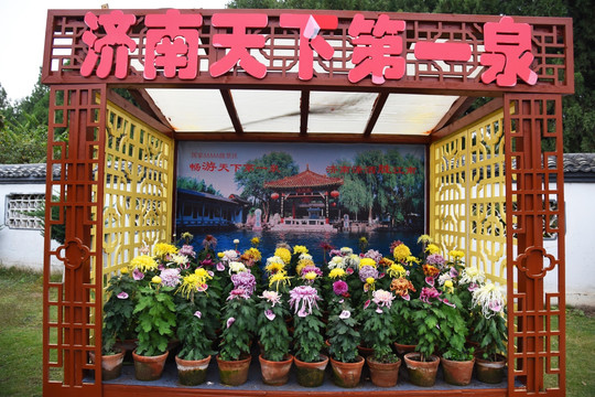 菊花