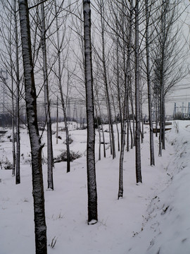 雪地白杨树