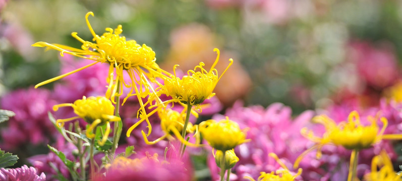 菊花展览