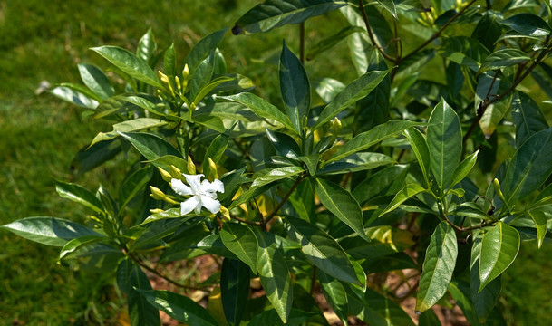 狗牙花