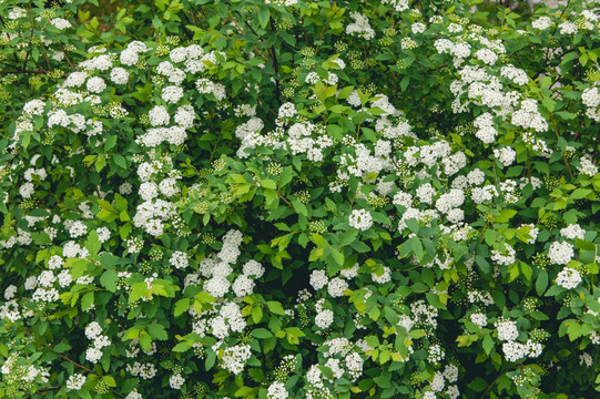 植物