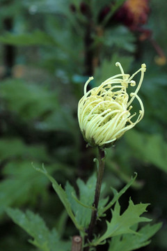 菊花花蕾