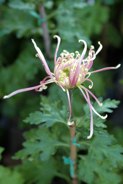 菊花婀娜