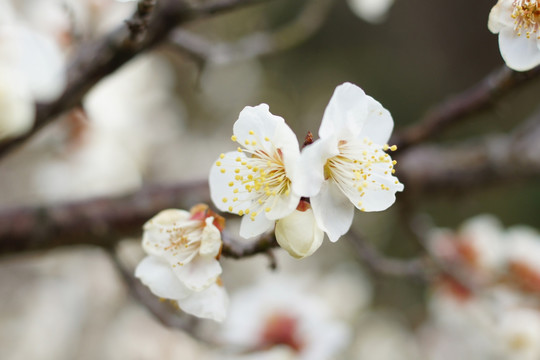 梅花照片