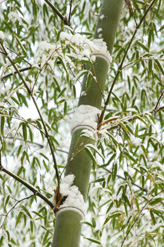 竹子雪花冬季照片