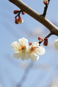 梅花背景素材照片