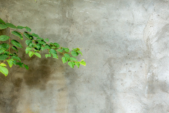 灰色背景墙下的绿色树叶