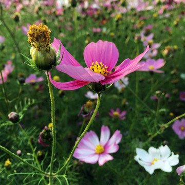 花海