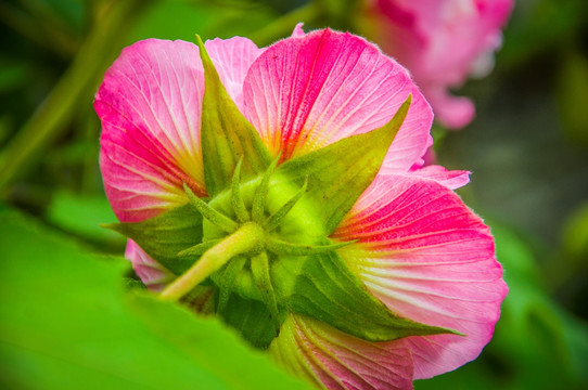 芙蓉花