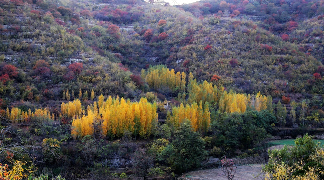 太行山秋色