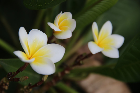 鸡蛋花