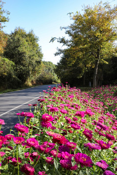 鲜花小道