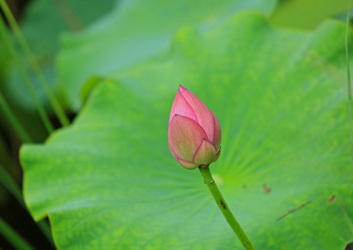 荷花花蕾