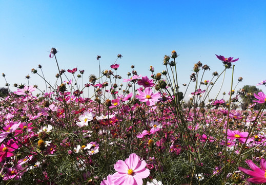 格桑花海