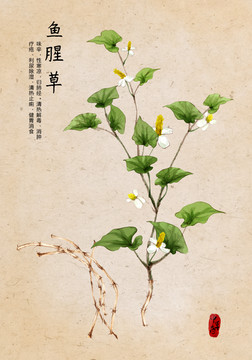 魚腥草