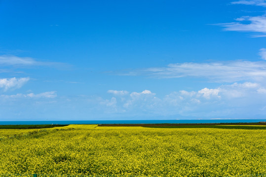 青海湖油菜花海