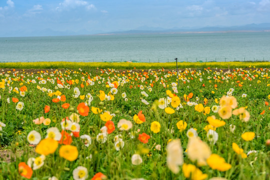 青海湖格桑花海