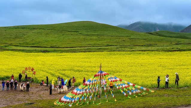 青海湖日月山油菜花