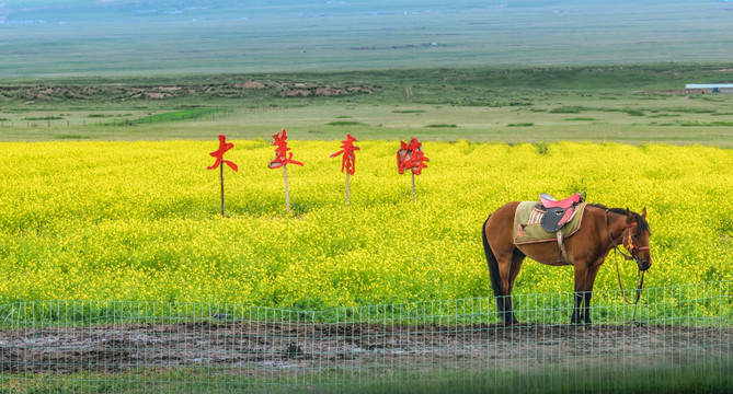 青海湖油菜花马匹