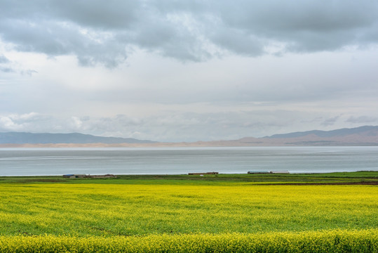 青海湖油菜花