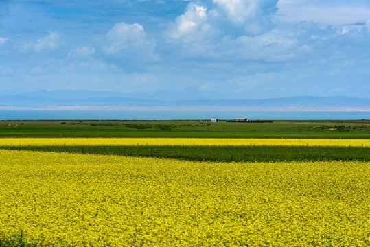 青海湖油菜花