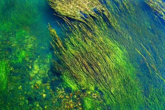 水草