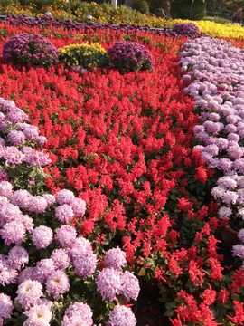 鲜花装饰