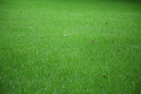 绿色草坪背景