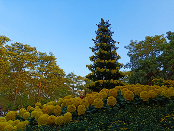 福州西湖公园菊花展