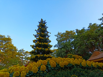 福州西湖公园菊花展