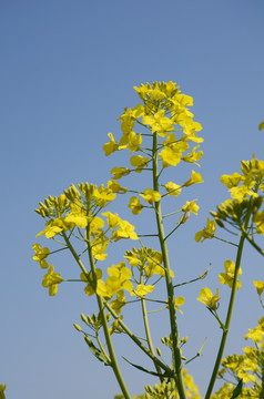 油菜花