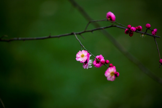 梅花