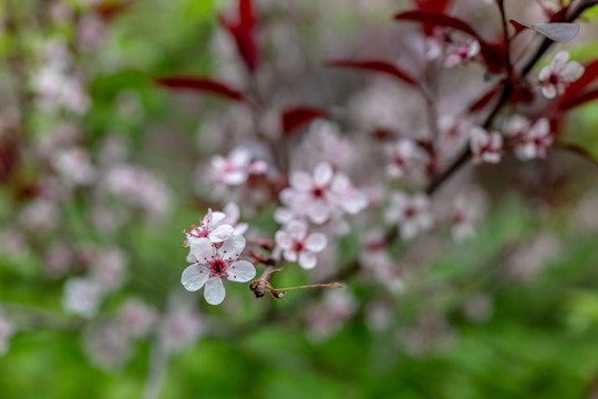 桃花