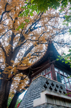 秋天的淌豆寺