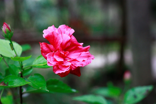 木槿花