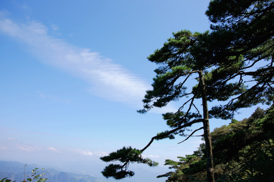 蓝天白云松树