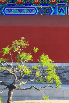 红墙与绿树