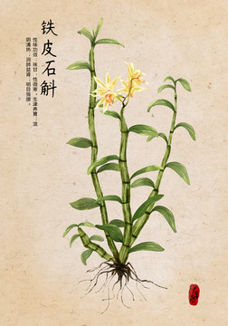 鐵皮石斛