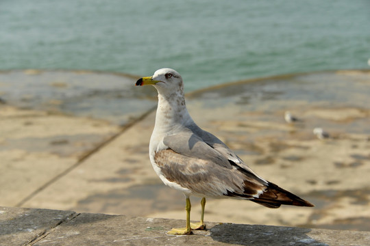 大连海鸥