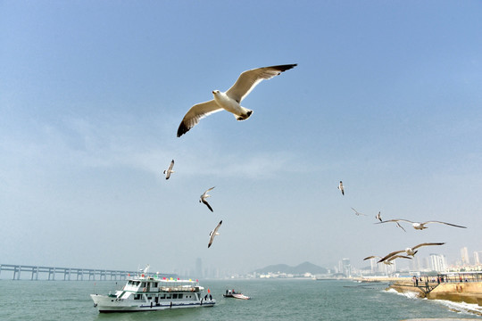 海鸥