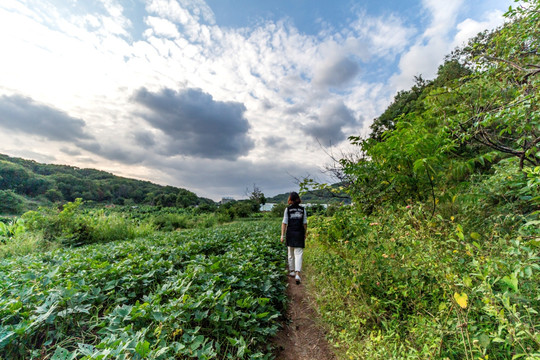 田园田野