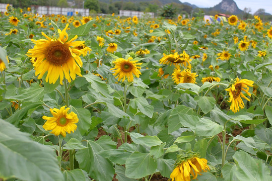 向日癸向阳花