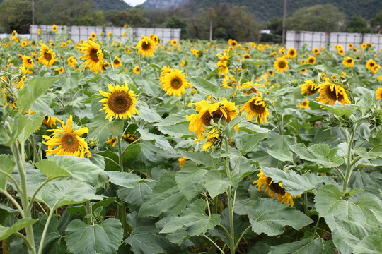 向日癸向阳花