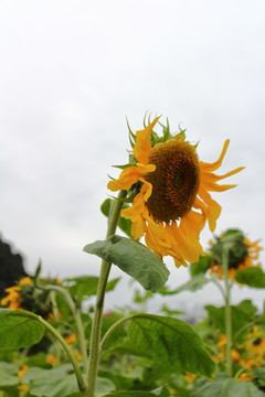 太阳花向日癸