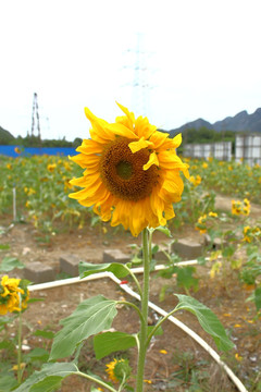 太阳花向日癸