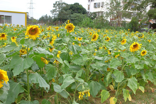 太阳花向日癸