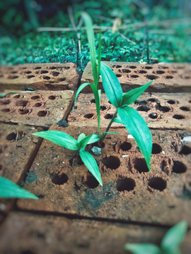 砖缝里的野草